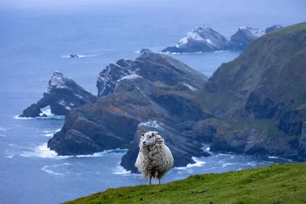 Sheep on the cliffs