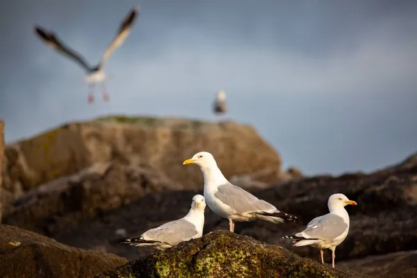 Herring gulls