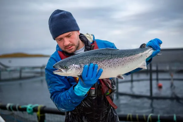 Salmon farmer inspecting a salmon for lice