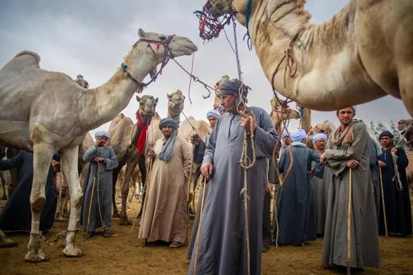 Birqash Camel Market, Egypt