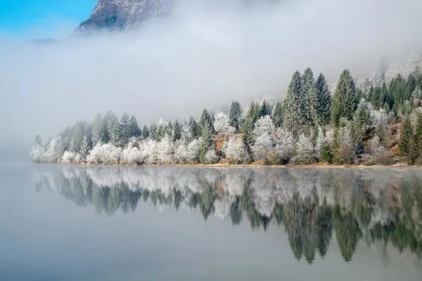 Trees along Lake Bohinj