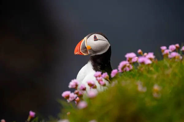 Puffin and sea pinks