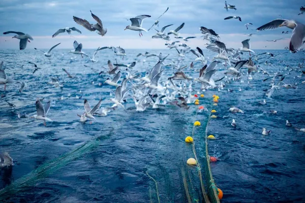 Seagulls above the catch