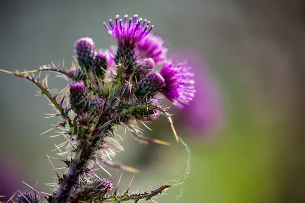 Thistle