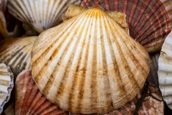 Scallop shells