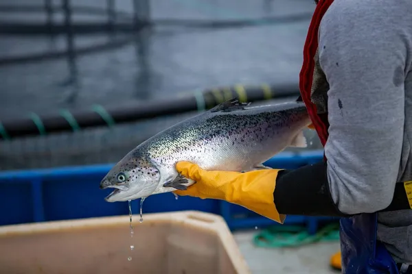 Salmon farmer inspecting a salmon for lice