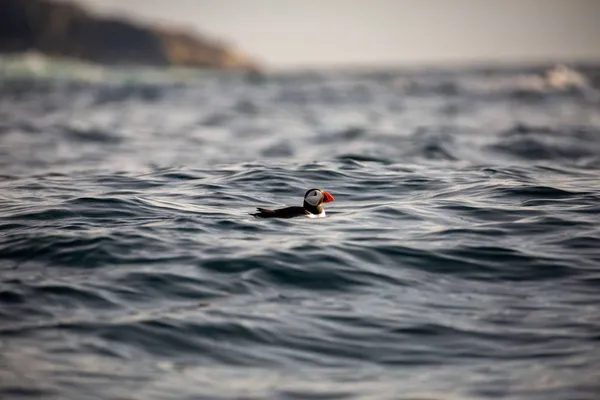 Puffin at sea