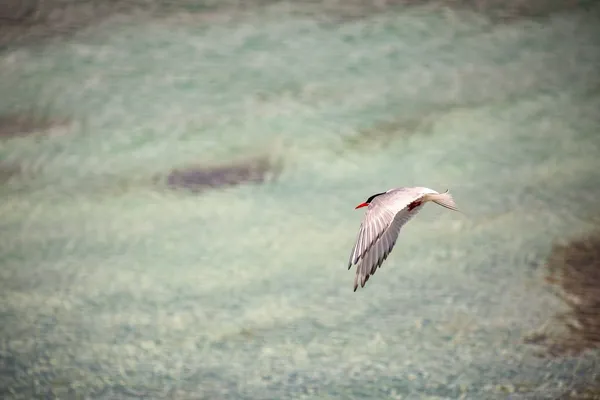 Arctic tern