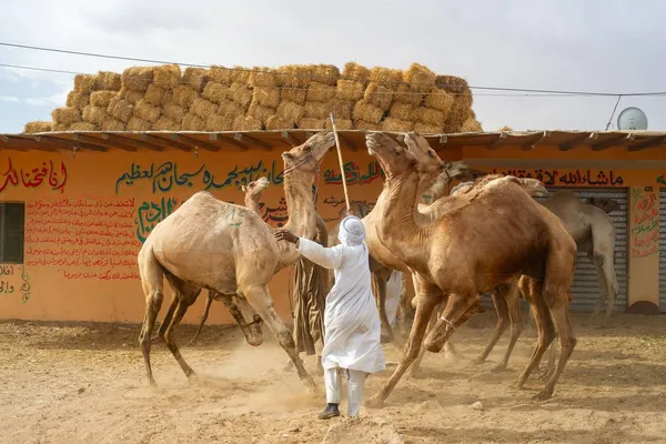 Owner with camels