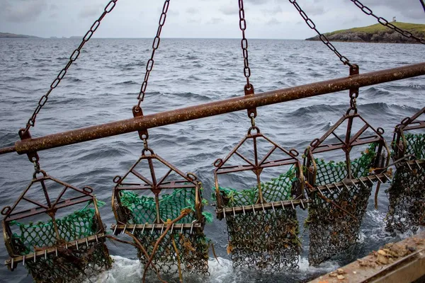 Scallop dredges coming out of the water