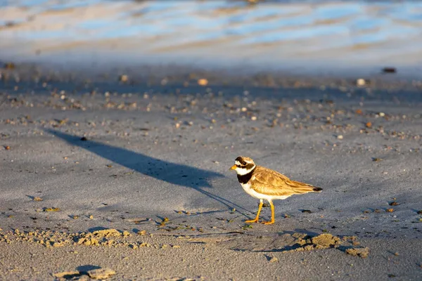 Ringed plover