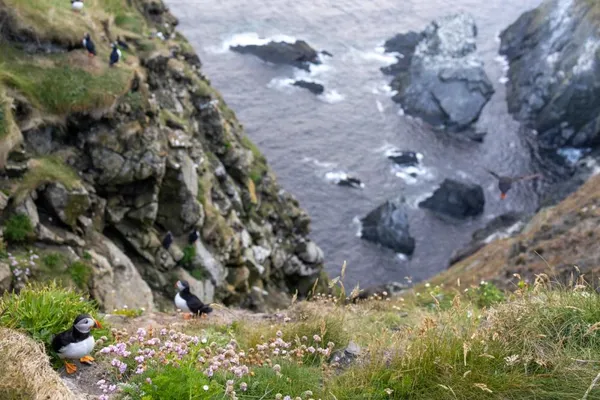 Puffins on the cliffs