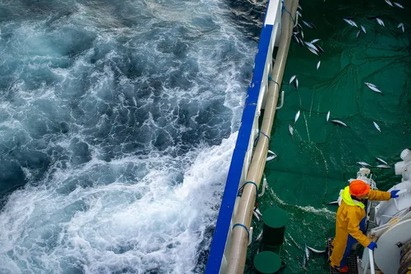 Mackerel on the deck