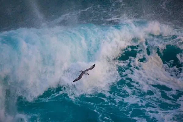 Fulmar flying over crashing waves