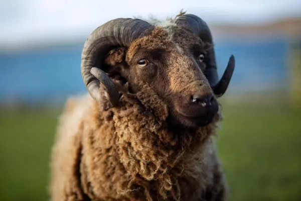 Shetland sheep