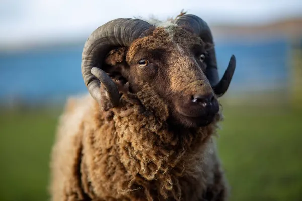 Shetland sheep