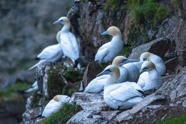 Gannets at Hermaness