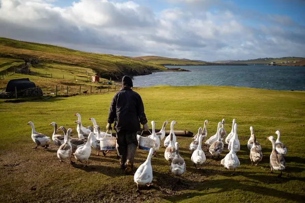 Feeding the geese