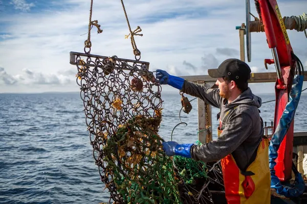 Checking a scallop dredge