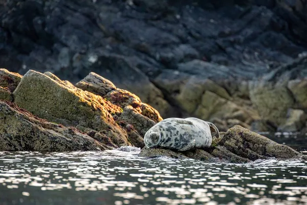 Sleeping seal