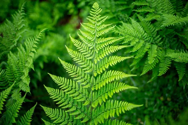 Fern