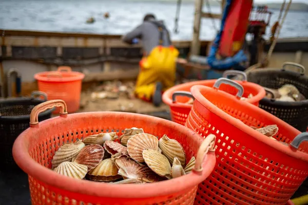 Baskets of scallops