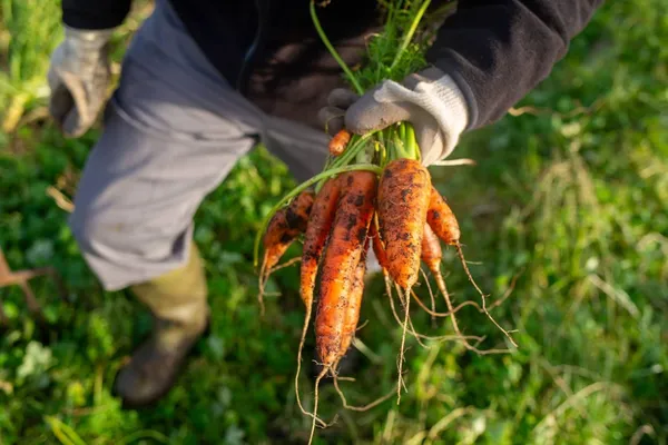 Harvesting carrots