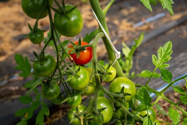 Tomatoes